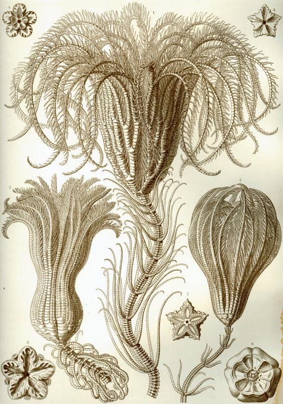 Haeckel_Crinoidea.jpg